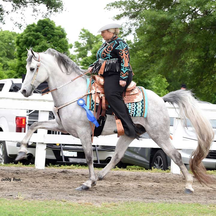 Macy North Carolina Walking Horse