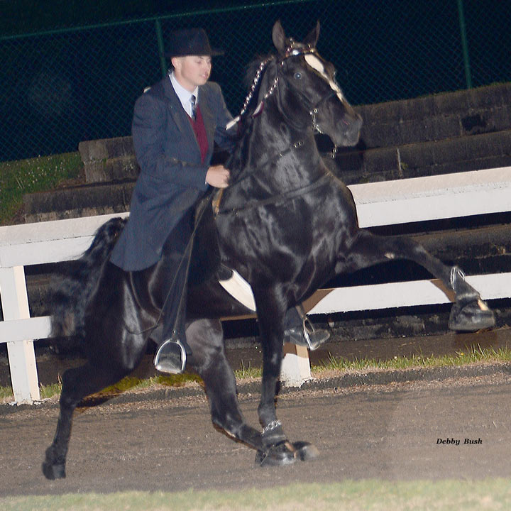 McCoy North Carolina Walking Horse
