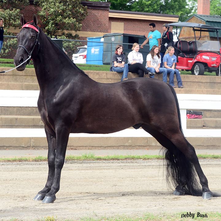Model Horse North Carolina Walking Horse
