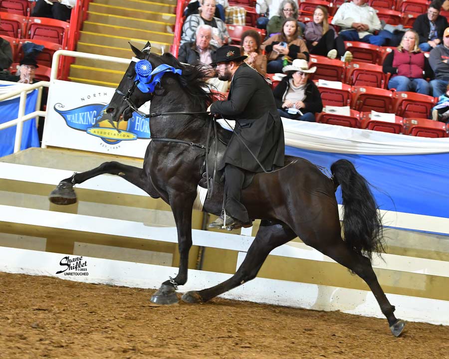 Performance horse North Carolina Walking Horse Association